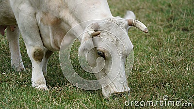 Cow Stock Photo