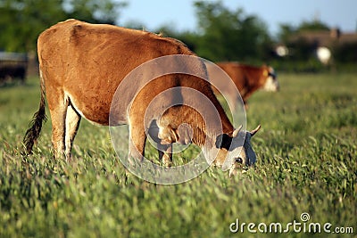 Cow grazing Stock Photo