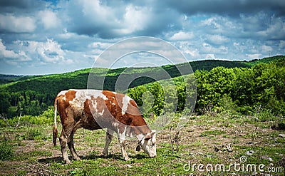 Cow grazing in the field Stock Photo