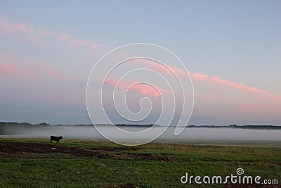 Cow grazing in a field in mist at sunset Stock Photo