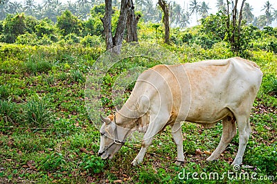 Cow grazing on a green meadow in sunny day. Farm animals. Stock Photo