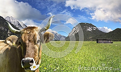 Cow on grazing land Stock Photo