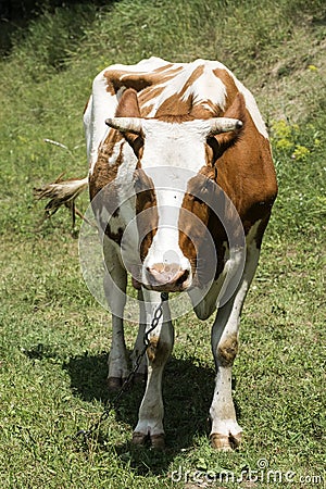 Cow is grazing in a meadow. Hundreds of flies and horseflies fly around Stock Photo