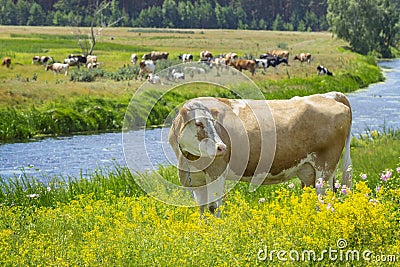 Cow grazing at pasture Stock Photo