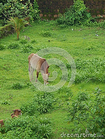 Cow on green pasture Stock Photo