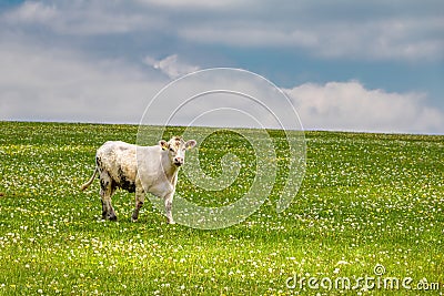 Cow on green pasture under blue sky with clouds Stock Photo