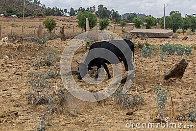 Cow at Gudit Stelae field in Axum, Ethiop Stock Photo