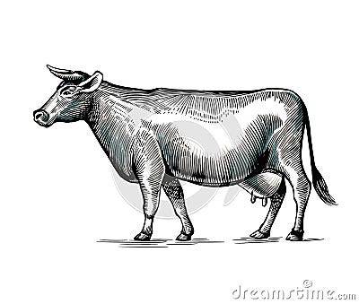 Cow hand drawn in elegant vintage engraving or etching style. Domestic animal isolated on white background. Farm cattle Vector Illustration