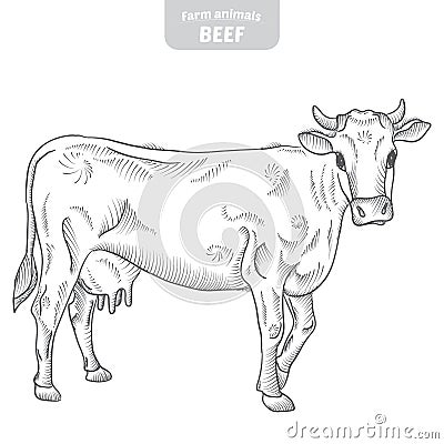 Cow hand-drawn vector illustration. Vector Illustration
