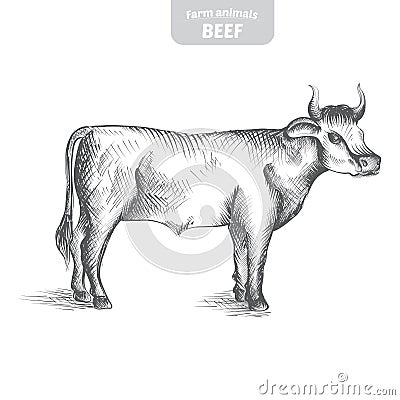 Cow hand-drawn vector illustration. Vector Illustration