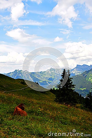 A cow having laze and enjoying the view in the Swiss Alps Stock Photo