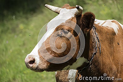 Cow head profile. Flies fly around and creep into her eyes Stock Photo