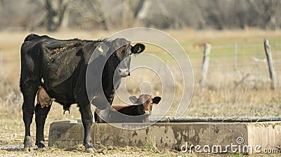 A cow and her calf stand in front of a driedup water trough their heads lowered in defeat. The mothers once glossy coat Stock Photo