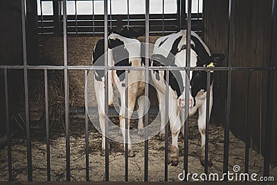 Cattle breeding. A cow and her calf are standing in a cage. focus on the cell Stock Photo