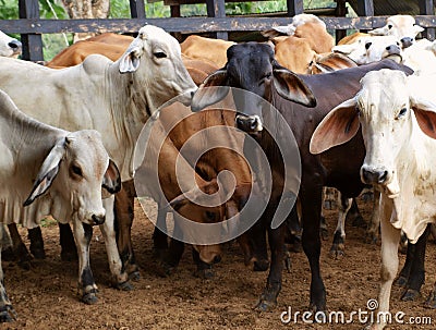 Cow herd Stock Photo