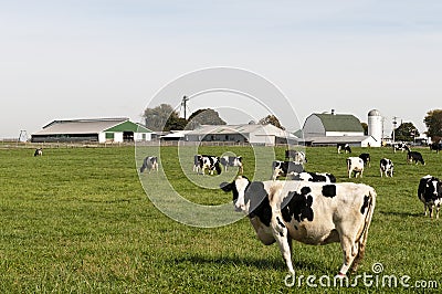 Cow herd in farm pasture Stock Photo