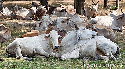 Cow herds Stock Photo