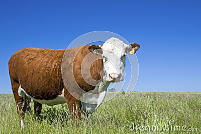 Cow Hereford, cow, cattle Stock Photo