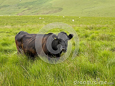 Cow in hig grass Stock Photo