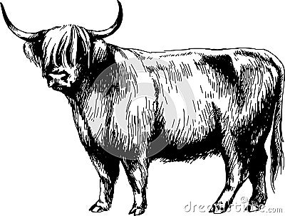 Cow highland graphics illustration Cartoon Illustration