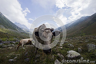 Cow on highland of Rize Stock Photo