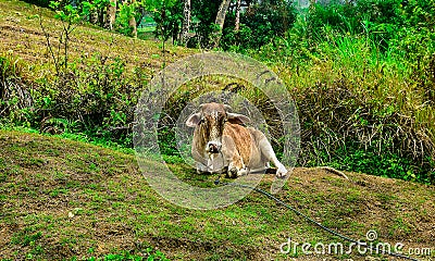 A cow in a hill side. Stock Photo