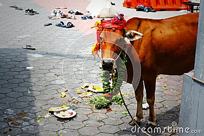 Cow at Hindu Party Stock Photo