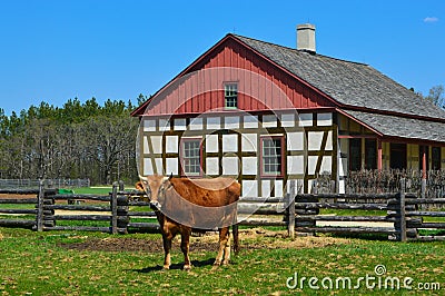 Cow Historical Schultz Farm House Stock Photo