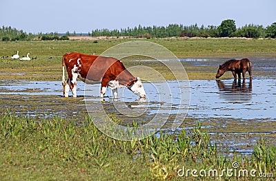 Cow and horse drink water Stock Photo