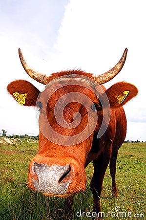 Cow III Stock Photo