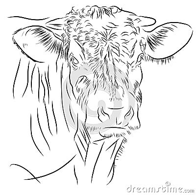 Cow isolated on a white background Stock Photo