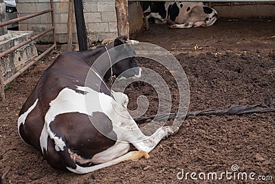 Cow laying down in cowshed Stock Photo