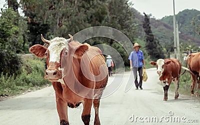 Cow leading farmer Stock Photo