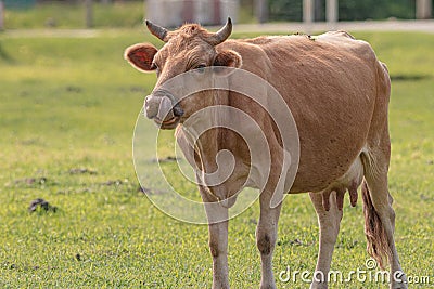 Cow licking her nose, Samegrelo, Georgia Stock Photo