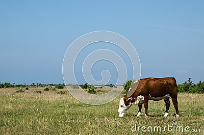 Cow licks on a block of salt Stock Photo