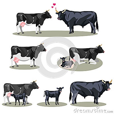 Cow Life with all stages including birth mother and foal colt and adult Vector Illustration