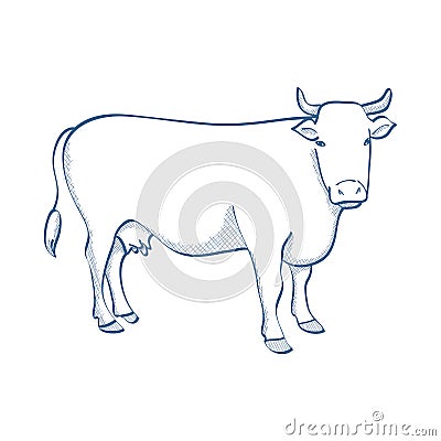 Cow Stock Photo