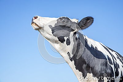 Cow looking arrogant with her chin raised high, head in the air and blue background Stock Photo