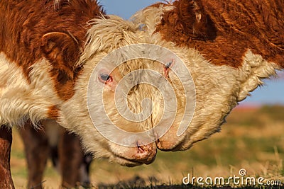 Cow Love Stock Photo