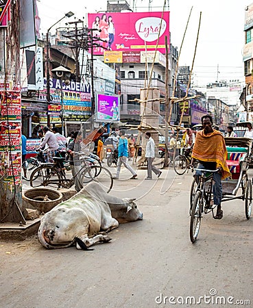 A cow lying on a busy street in Varanasi, Indiaa. Editorial Stock Photo