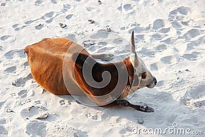 Cow lying down on beach in India Stock Photo