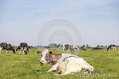 Cow lying and heckling comfortable, red and white looking, pink nose, heckling, blue sky, mouth open Stock Photo