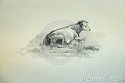 A cow lying on a meadow is painted with graphite pencil on white paper; there are chiaroscuros Stock Photo