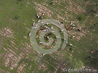 Cow man releasing cow for eating grass in forest shot From drones Stock Photo