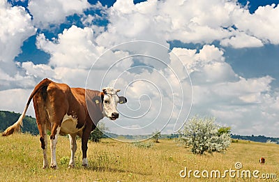 Cow at meadow Stock Photo