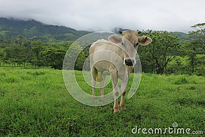 Cow on meadow 2 Stock Photo