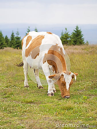 Cow in meadow eating grass Stock Photo