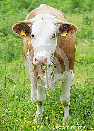 Cow in meadow Stock Photo