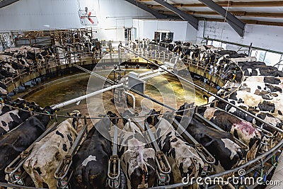 Cow milking facility on dairy farm Stock Photo