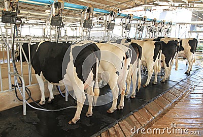 Cow milking facility Stock Photo